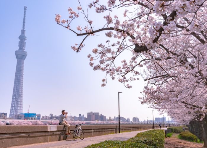 Cherry Blossoms along the Sumida River in Tokyo, Japan