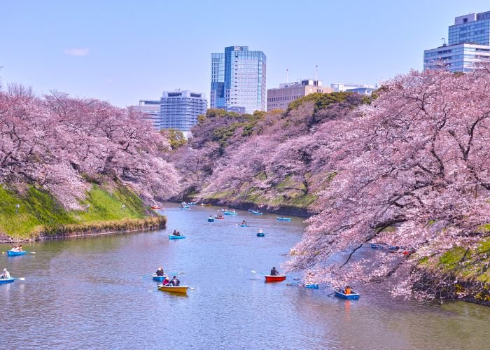 Chidori-ga-fuchi in the spring in Tokyo, Japan