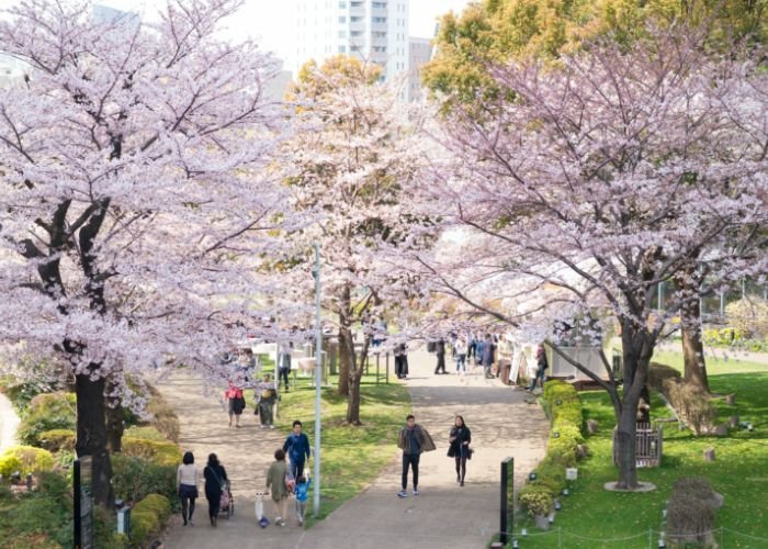 Cherry Blossoms in Tokyo Midtown, Tokyo, Japan