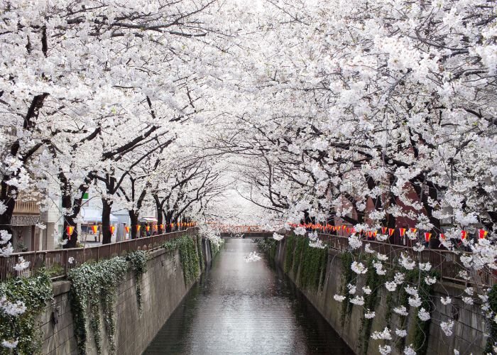 Nakameguro Cherry Blossoms