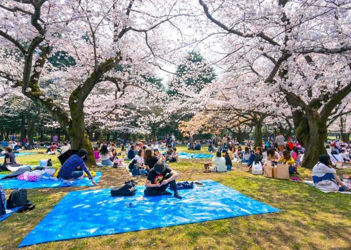 People eating under cherry blossom treats in Yoyogi Park, Tokyo, Japan