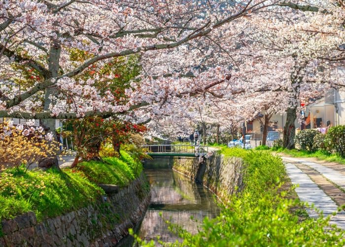 Kyoto's Philosopher's Path in the spring