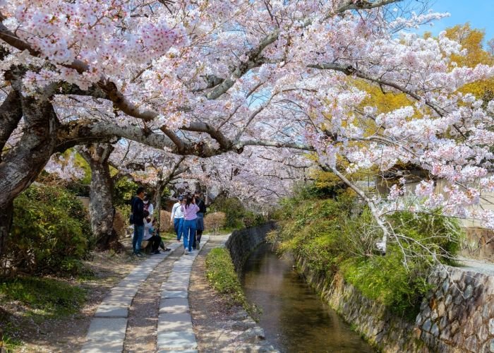 Kyoto Philosopher's Path Cherry Blossoms