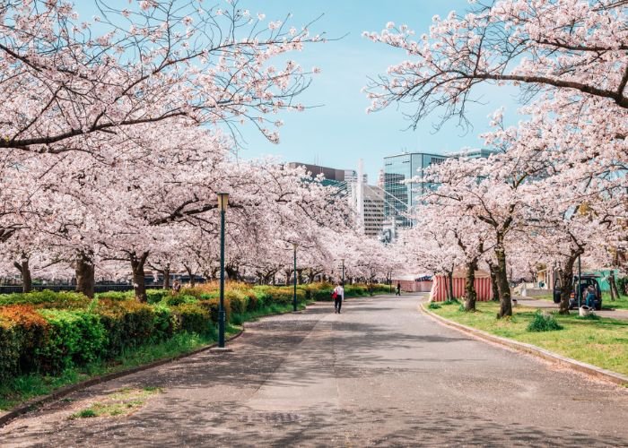 Kema Sakuranomiya Park with cherry blossoms