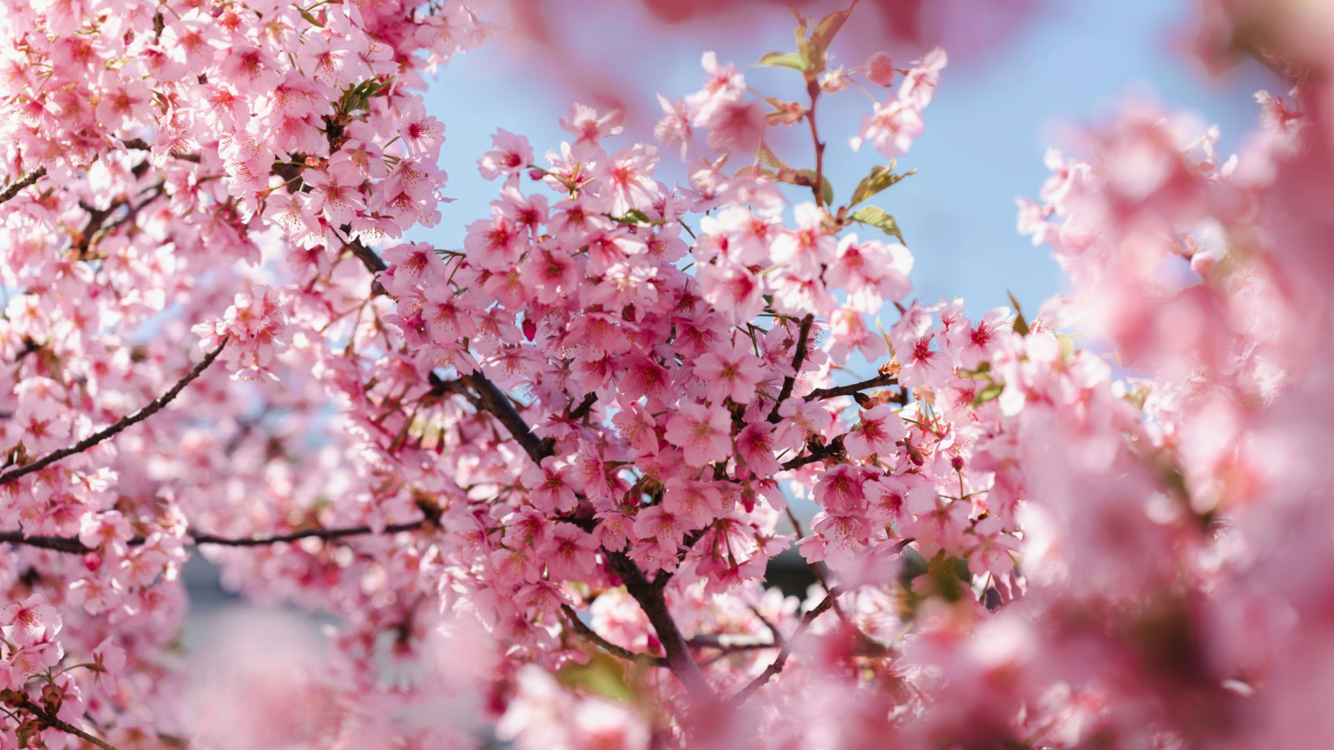 Close-up of cherry blossoms with clear blue sky background