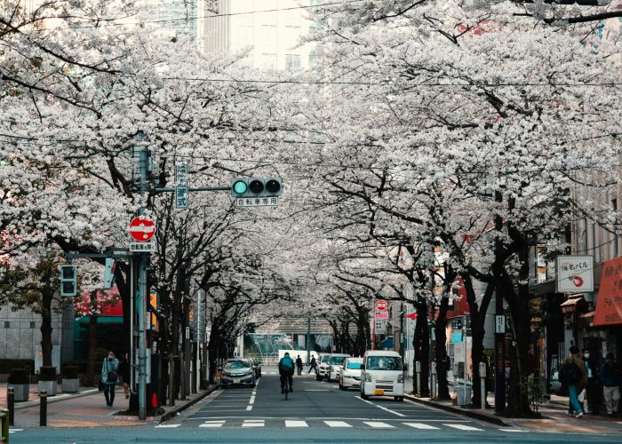 Cherry Blossoms in Japan