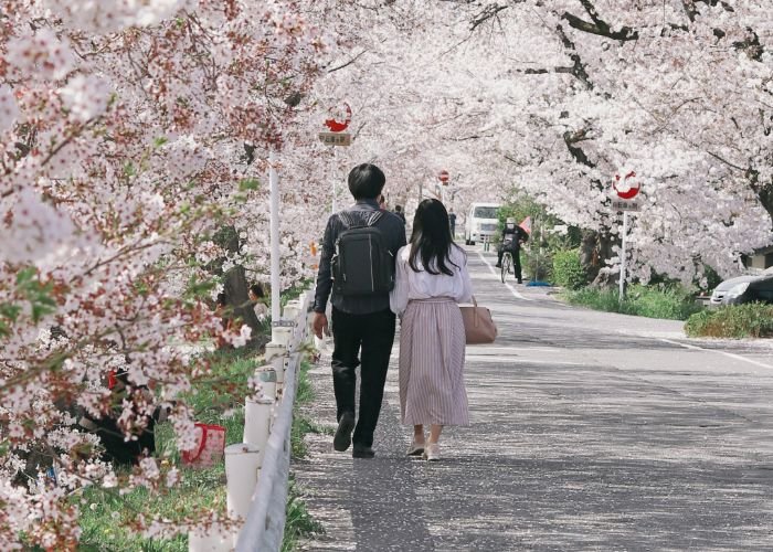 Sakura Cherry Blossoms in Kyoto