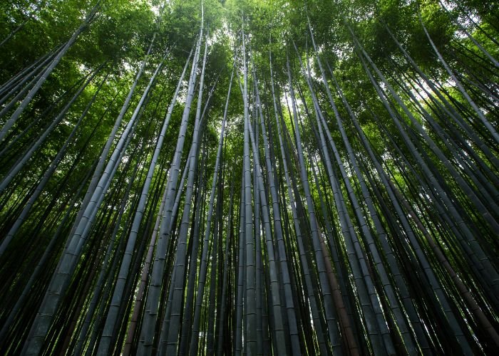 A shot of Arashiyama Bamboo Forest, with bamboo shooting up into the sky.