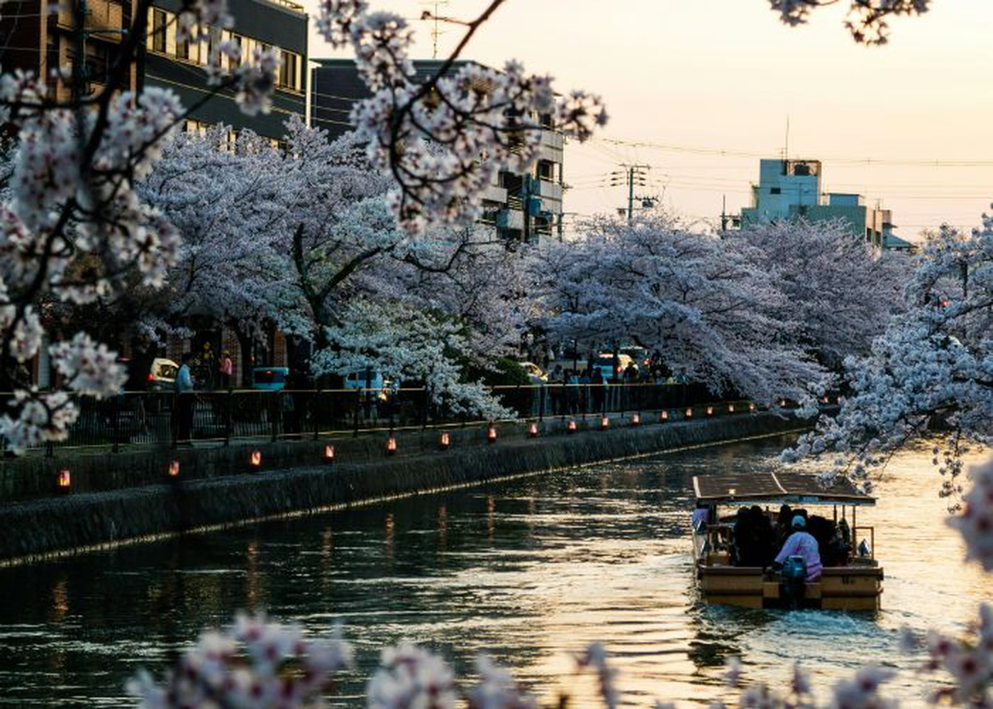 A cruise along a river in Kyoto as the sun sets. Framing the photograph are blooming cherry blossoms.