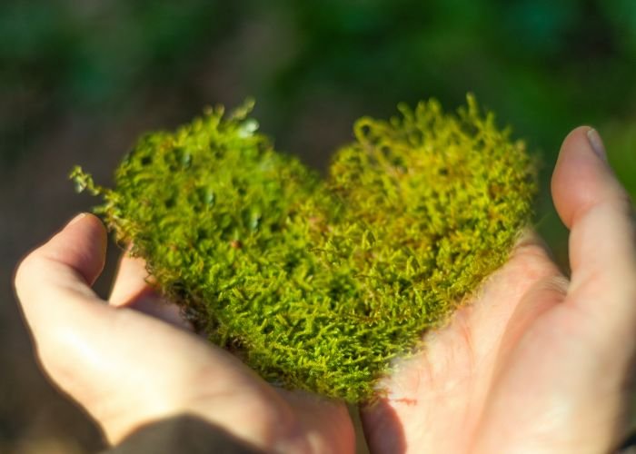 Hands holding a heart made of moss.