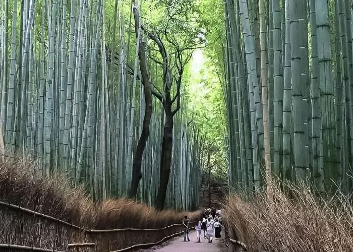 A group of people walking through the path of Arashiyama's Bamboo Forest.