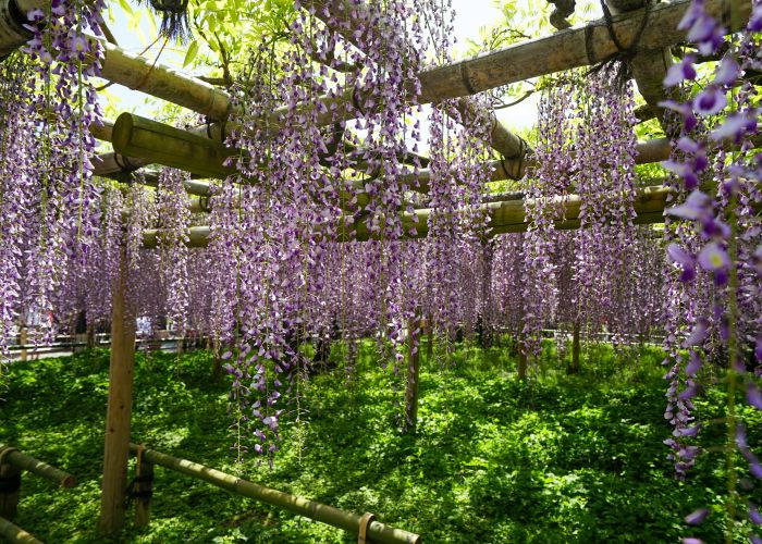 A bamboo trellis covered in blossoming wisteria flowers