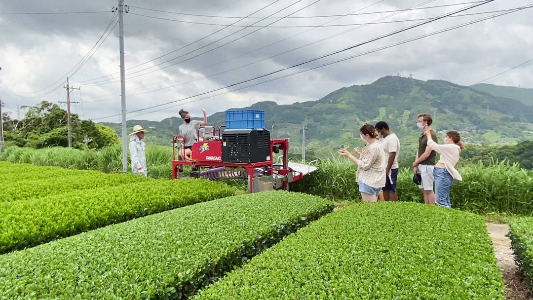 Shizuoka Tea Plantation and Factory Tour w/ Tea Picking 3