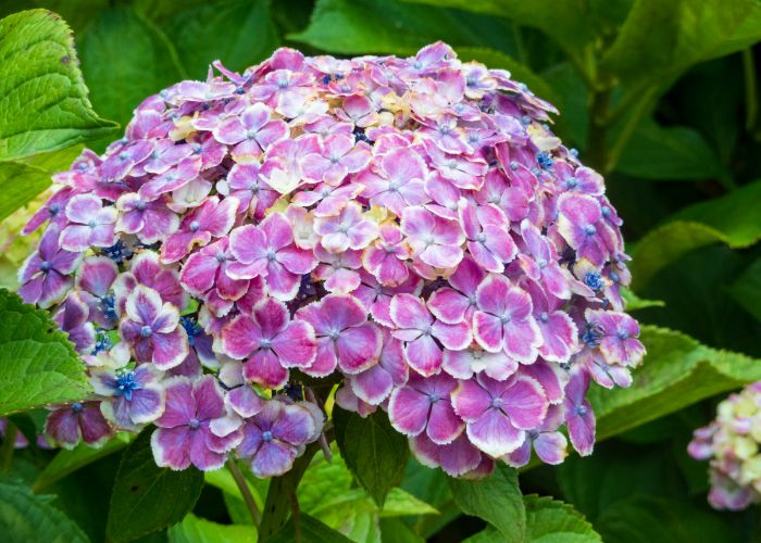 A flowering of hydrangeas in a green bush. They are a bright pink with splashes of blue flowers.