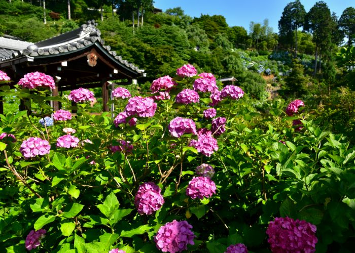 Pink hydrangeas flowering at Yoshimine-dera, which can be seen in the background.