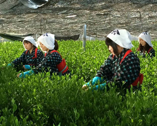 Nishio Matcha Tea Farm Tour, Tasting & Tea Ceremony (Aichi) 1