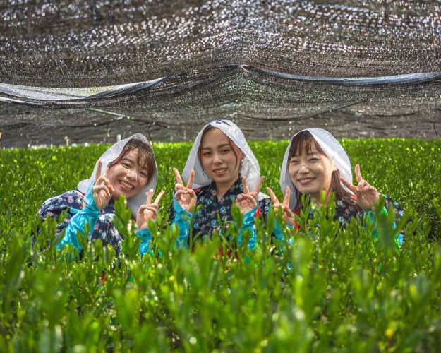 Nishio Matcha Tea Farm Tour, Tasting & Tea Ceremony (Aichi) 3