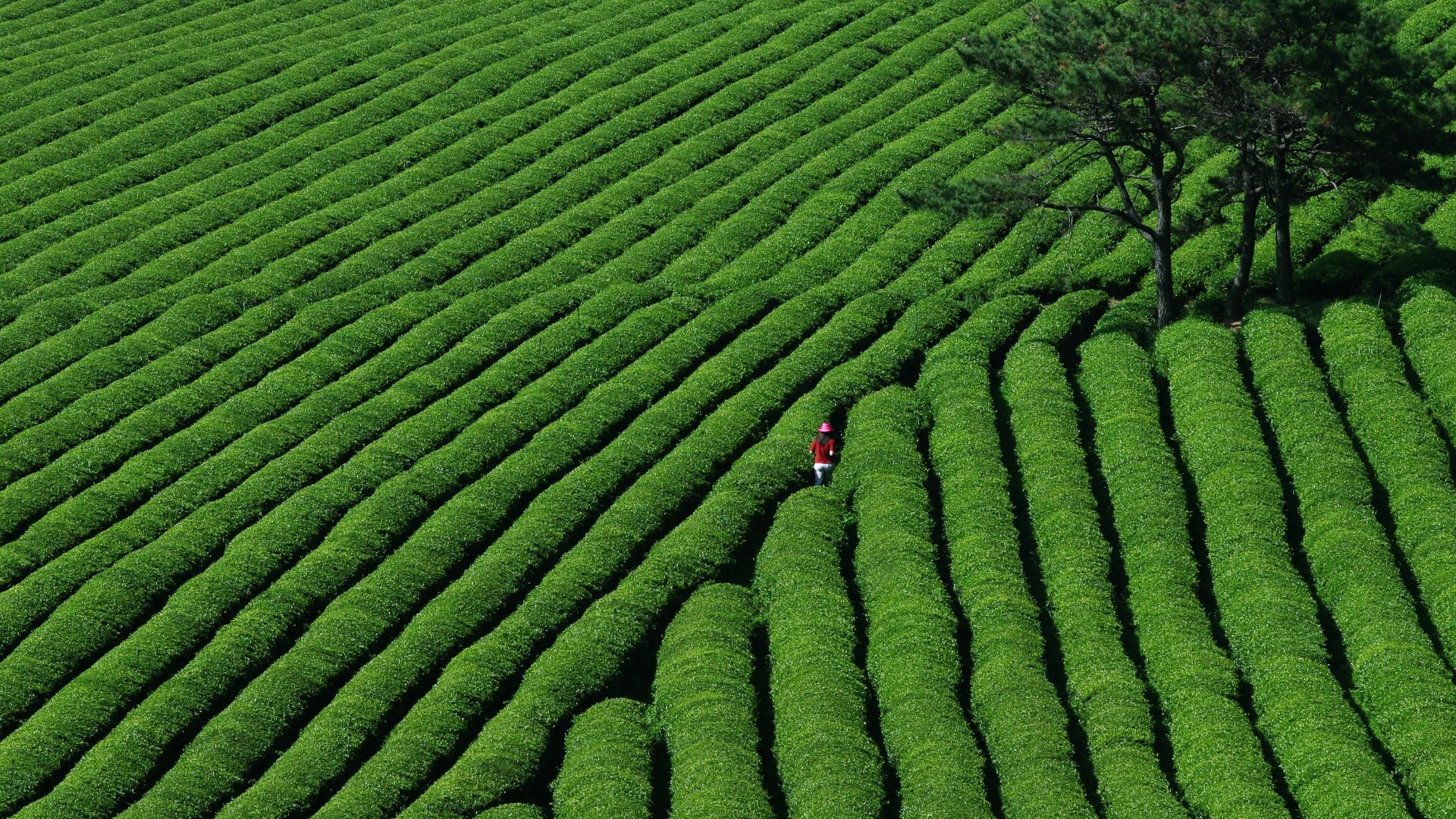 12 Best Farm Tours & Farm Stays Around Japan | byFood