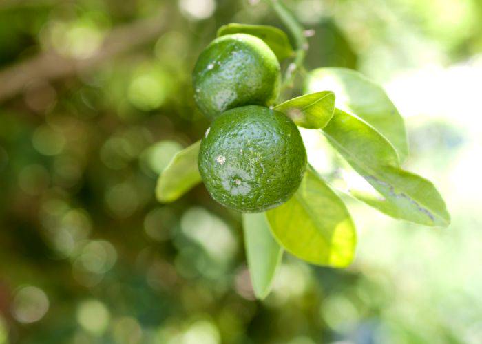 The Okinawa-born shikuwasa fruit, hanging from a tree, looking similar to a green lime.