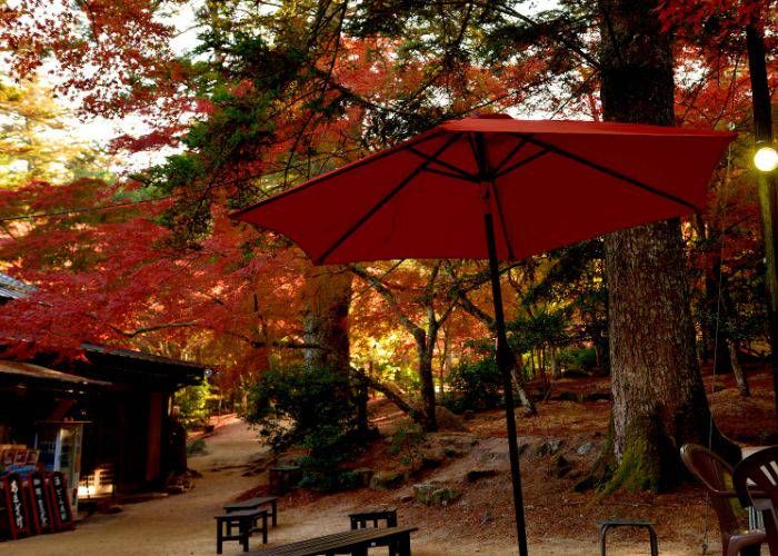 The outdoor eating area of Momiji-so during the fall, featuring a beautiful backdrop of red leaves.