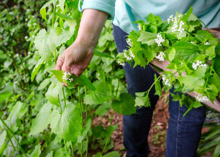 A person foraging, holding a handful of herbs.