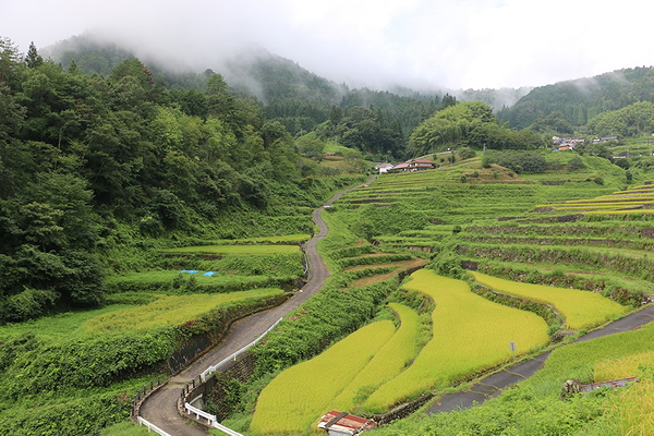 Hiroshima Ini Rice Terraces Private Tour & Cooking (Akiota) 1