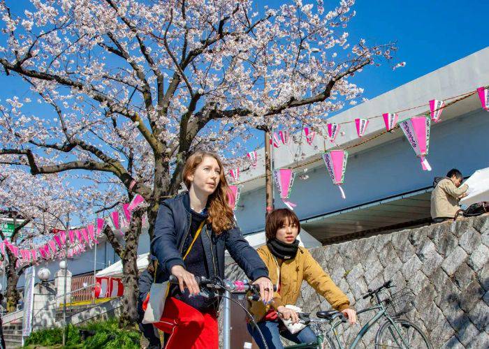 Two people cycling under a cherry blossom on a Tokyo bike tour.