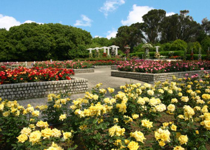 Pink, yellow, and red rose bushes in Nagai Botanical Garden Autumn Rose Week in Osaka