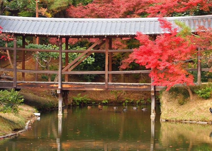 A bridge surrounded by bright red trees, autumn at Kodaiji Temple