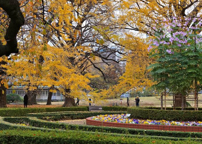 Orange leaves beginning to paint Tokyo with fall foliage.