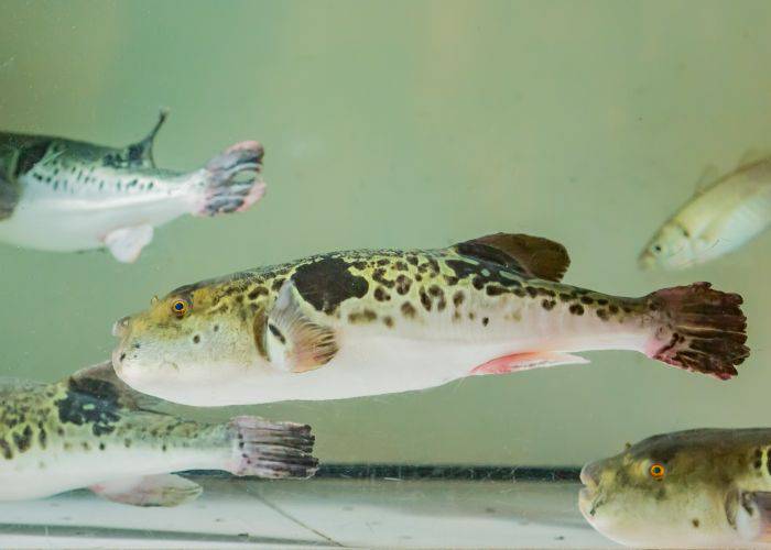 A puffer fish swimming in a tank.