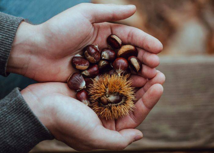 Two hands holding shiny chestnuts, one of which is still in its shell.