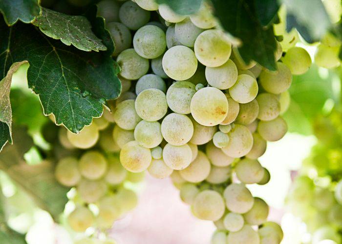 A bunch of green grapes hanging from a bush, ready to be picked.