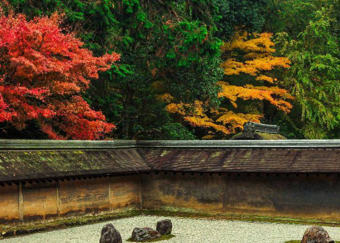 The start of fall foliage in Kyoto, as seen over the wall of a traditional Zen garden.