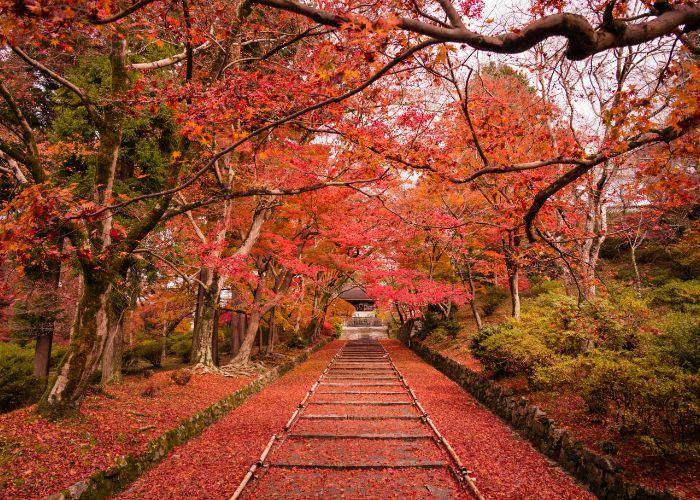 The path leading up to Bishamon-do Temple, littered with fallen red maple leaves.