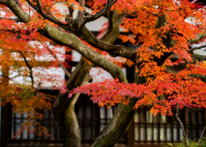 Bright orange-red maple leaves in Kyoto.