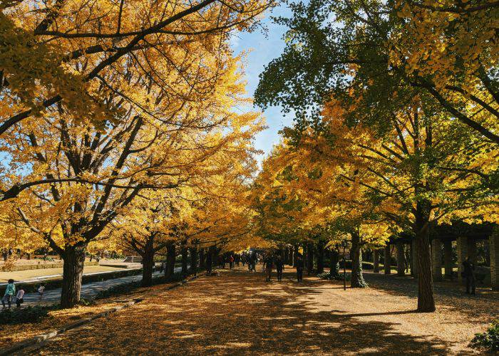 Fall foliage in Tokyo, bursting into golden yellows.