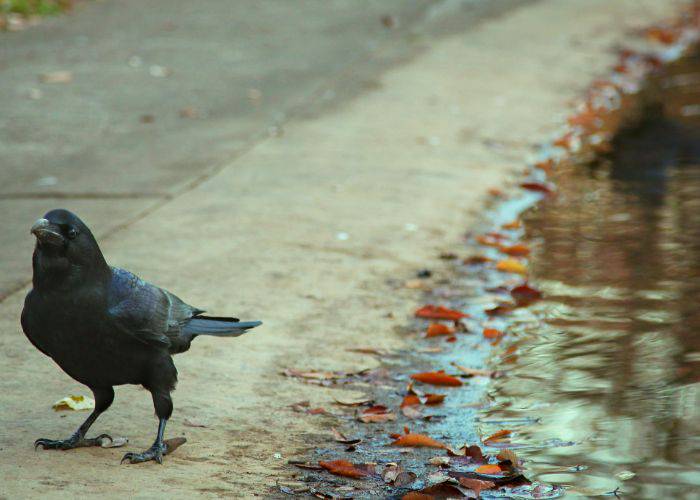 A crow standing next to a river, lined with fallen autumn leaves.