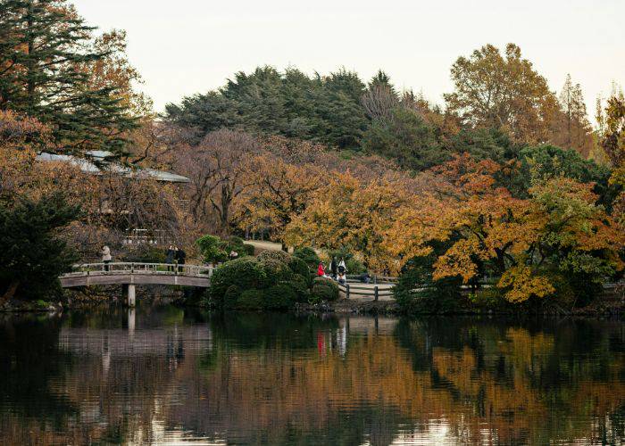 Shinjuku Gyoen National Garden in fall as the leaves start to change to reds and oranges.