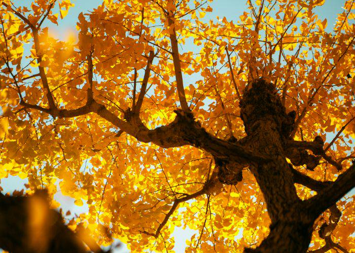 An example of the kind of yellow ginkgo leaves you might find at Hibiya Park.