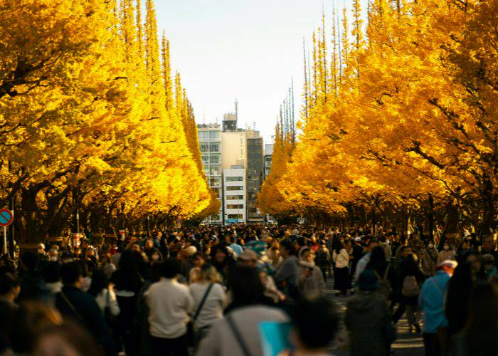 An avenue of bright, golden ginkgo trees, towering on both sides over a crowd of people.