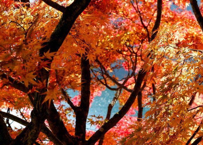 The vibrant autumn leaves of Hikawa Valley (Okutama).