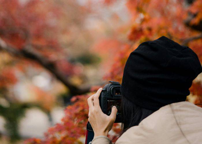 A person in a jacket and beanie taking pictures of Japan's red maple leaves.