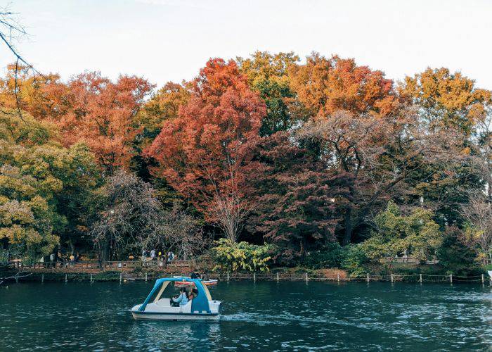 A couple on a paddle roat, pedaling across the water with a backdrop of fall foliage.