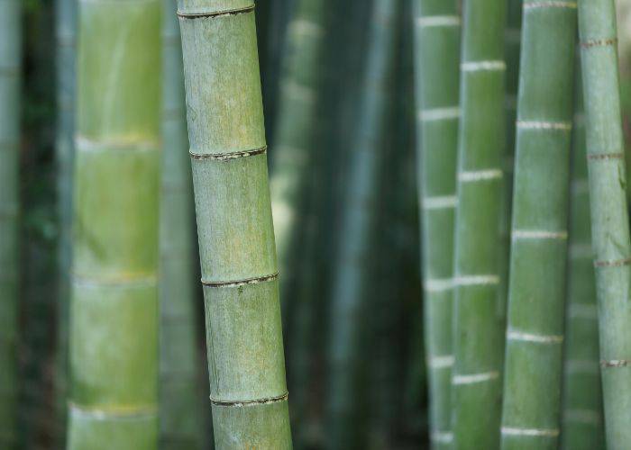 A close-up of fully-grown bamboo.