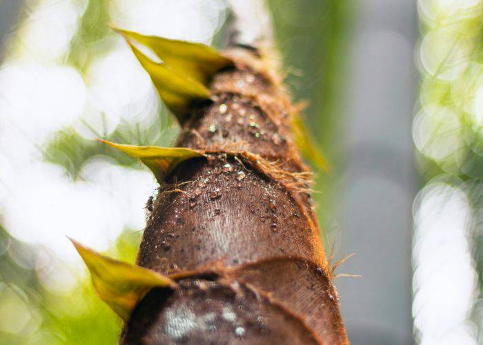 A close-up of a young bamboo shoot, not yet green in color.