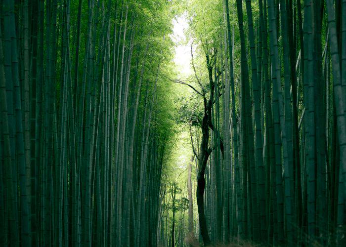 The towering bamboo of Arashiyama Bamboo Forest.