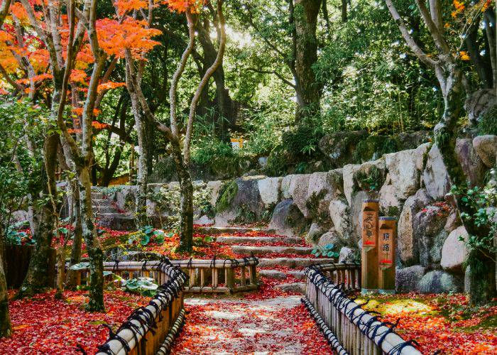 The fall foliage taking hold at Sorakuen Garden, adding a splash of red to its natural beauty.