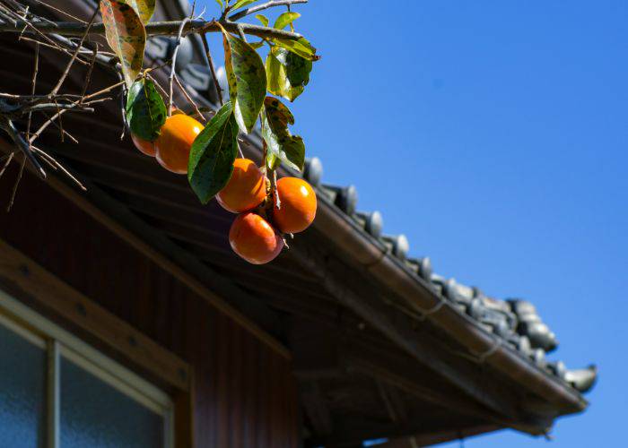 A bushel of persimmons hanging next to a house in Japan, ready to be picked.