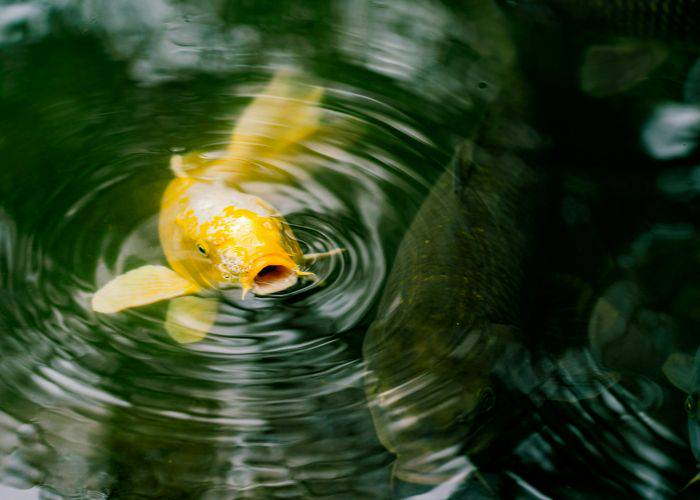 A gold and white koi fish in a pond in Kanazawa.